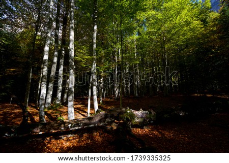 Forest in Ordesa National Park, Pyrenees in Huesca Province, Aragon, Spain.