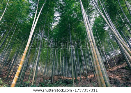Bamboo forest. fresh bamboo background, growing bamboo