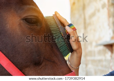 A woman combing and brushing a horse with a big brush. Brown horse on a background of blue sky. Horse care, love for animals.