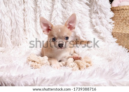 Cute puppy chihuahua dog playing on living room's carpet and looking at camera on white background.