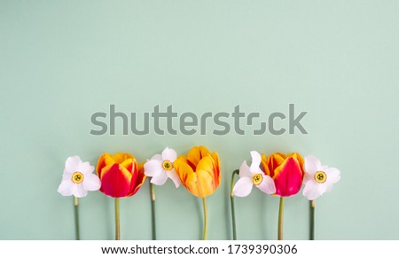 Tulip and Narcissus flowers flat lay on pastel paper green background. Creative minimal spring or summer concept, top view, copy space