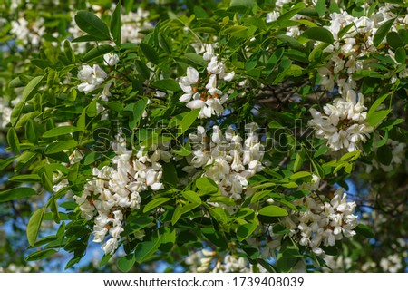 Robinia pseudoacacia. False acacia branches with leaves and clusters of white flowers.