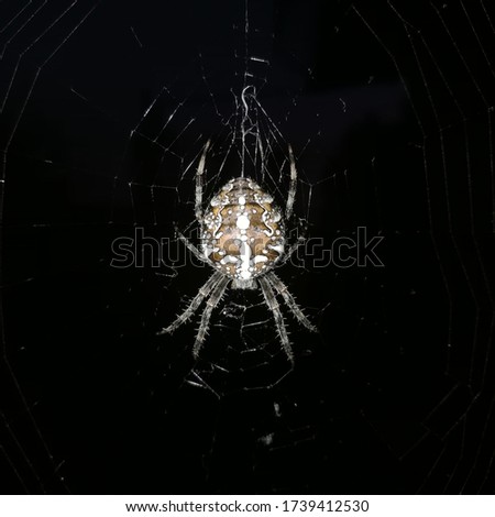 This is a beautiful picture of an spider.