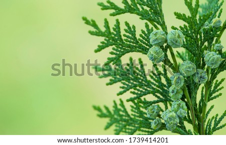 Thuja branch with cones on green blurred background. 