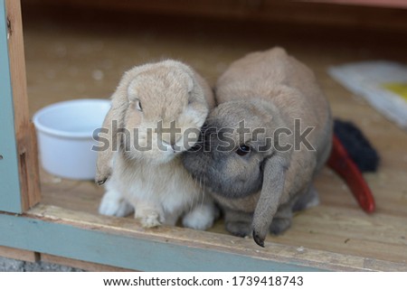 Netherlands dwarf lops pet rabbits give a nudge together, in a comforting and caring way as companions Royalty-Free Stock Photo #1739418743
