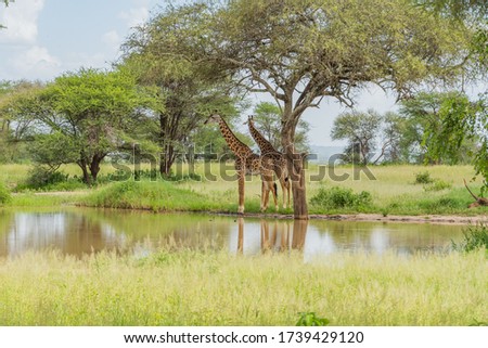 Two Giraffes in the Savannah of Tarangire National Park stay at a Lake under a Tree. In the background there are Busches and green Meadow