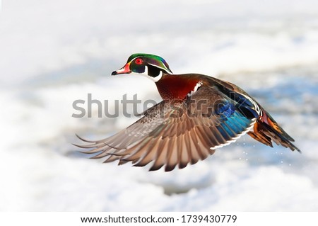 Wood duck male Aix sponsa with colourful wings taking flight over the winter snow in Ottawa, Canada