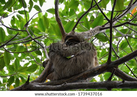 The sloth rests on a tree after a good lunch