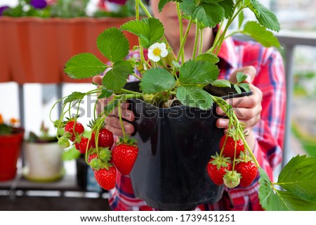 Grow strawberries at home on the balcony in pots. Strawberry bush with berries to hold in hands. Gardening, farming. Harvest strawberries. Leaves, fruits and flowers of a berry. Royalty-Free Stock Photo #1739451251