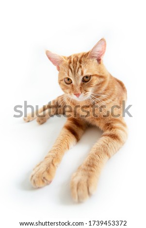 Orange cat. Portrait of tabby ginger cat over white background, wide angle. Adorable pet posing at studio. Cute domestic animal. 