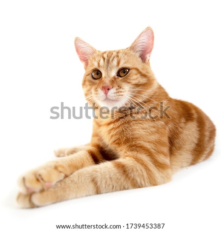 Orange cat. Portrait of tabby ginger cat over white background, wide angle. Adorable pet posing at studio. Cute domestic animal. 