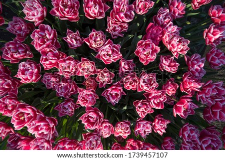 Tulips photographed from above, nice background picture