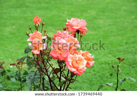 Pictures of Beautiful Roses in different Colors taken during day light in Kashmir Valley 