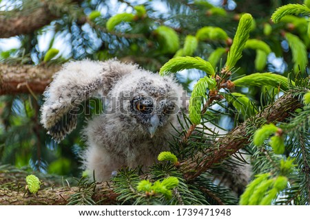 A small long-eared owl sits on a tree branch in the forest. Baby Long-eared owl owl in the wood