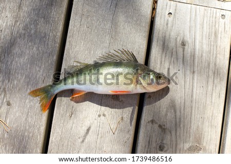Close up of perch fish in the sun Royalty-Free Stock Photo #1739486516