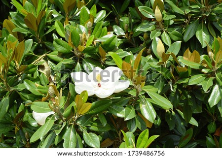 Very Beautiful Pictures of Magnolia grandiflora Flower taken during Bright Day Light