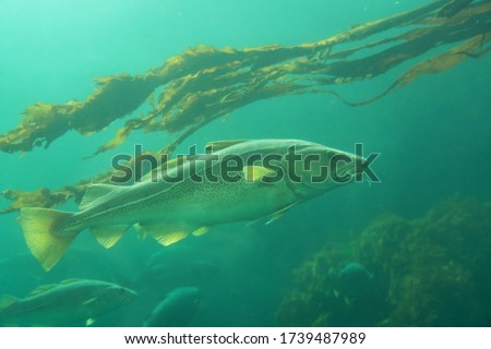 Norwegian sea Cod fishes under water, Norway