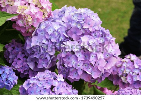 Beautiful Pictures of Purple Color Hydrangeas taken during Bright Day Light