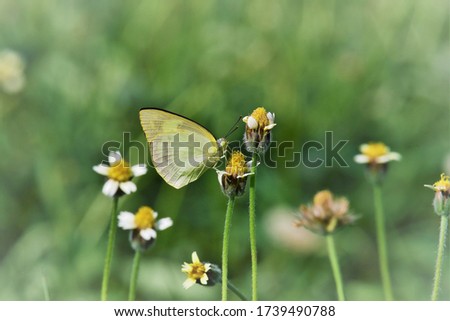 Beautiful butterflies in the field of wild flowers in Thailand