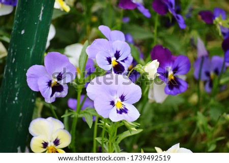 Beautiful Pictures of Pansy Flowers taken during Bright Day Light