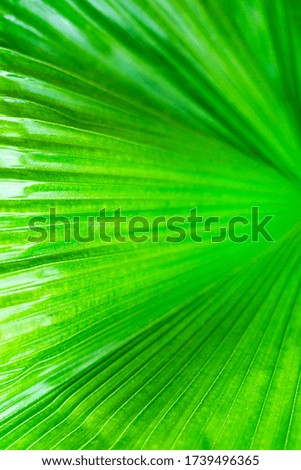 abstract pattern at fresh leaf of palm tree textured background Closeup