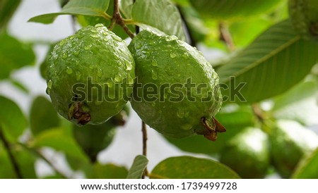 Close up guava fruit on the tree after the rain stops Royalty-Free Stock Photo #1739499728