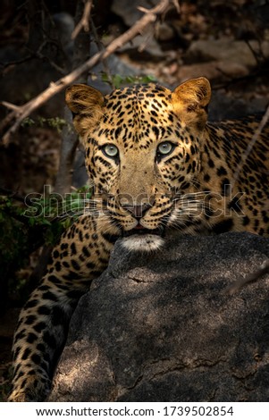 wild male leopard or panther close up resting on big rock at jhalana forest reserve jaipur