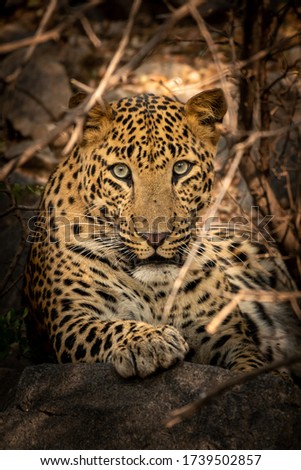 wild male leopard or panther close up resting on big rock at jhalana forest reserve jaipur