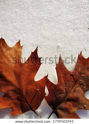 dried leaves on the snow