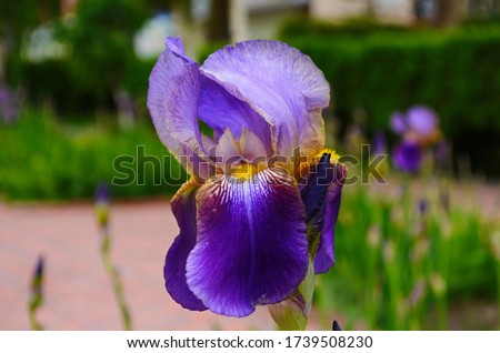 Violet iris flowers Closeup on blurredgreen garden blackground. Beautiful nature background.