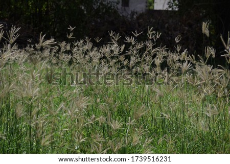 Chloris virgata - A species of grass known by the common names feather fingergrass feathery Rhodes-grass and feather windmillgrass