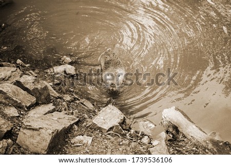 Old sepia photo on a muskrat on a bank of a river