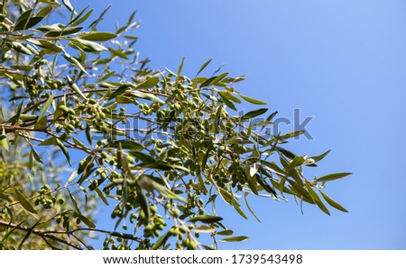 Green olives on a branch over blue sky, background photo with selective focus