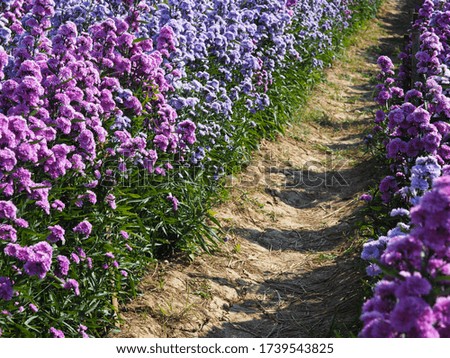 Natural pathway in purple blooming flower field, Michaelmas Daisy or New York Aster.