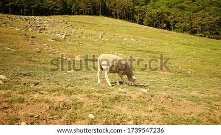 This is a picture of sheep ranch.