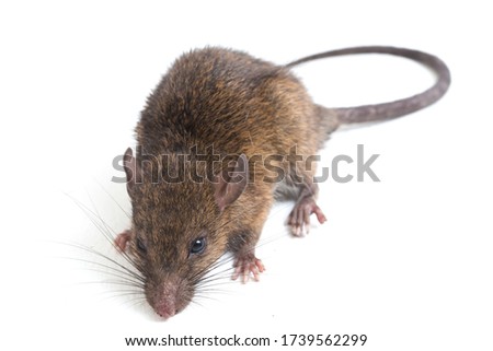 Brown Rat Rattus rattus isolated on white background
 Royalty-Free Stock Photo #1739562299