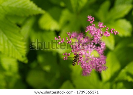 Macro photo of hydrangea and bee