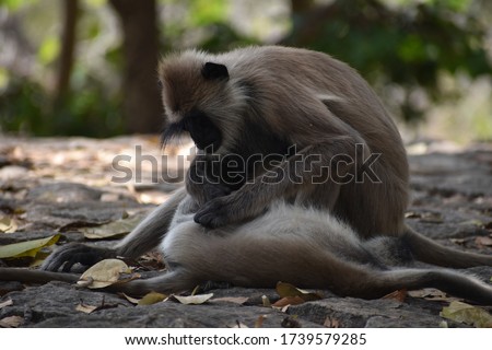 monkey removing nits or lice