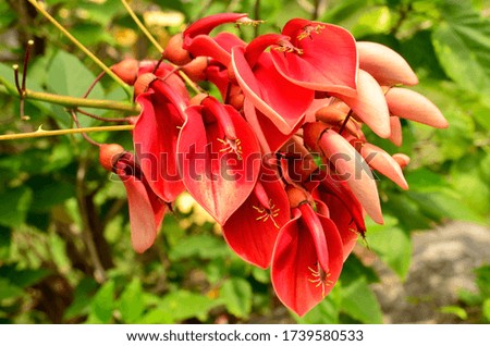 
Saranarom flower is a bouquet of red-orange flowers.