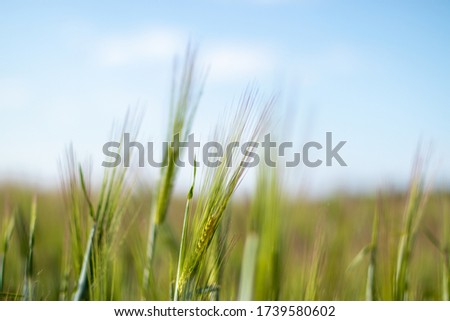 focus on young wheat plants with blurred background, outdoors