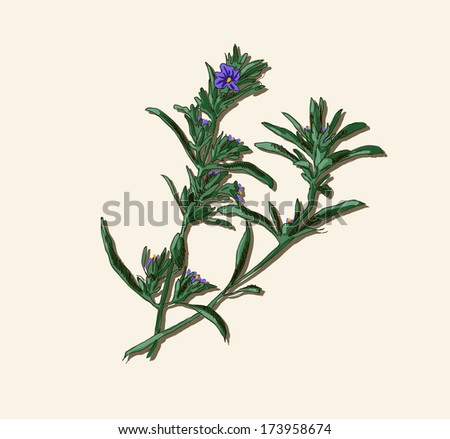 Rosemary twig