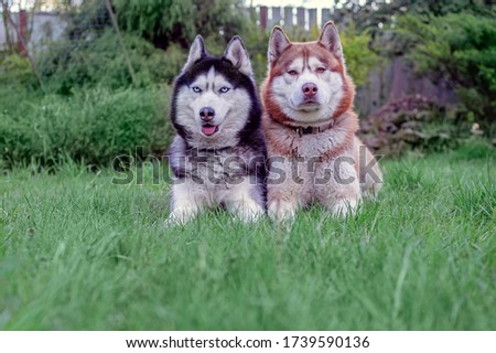 Beautiful portrait of black-white and red Siberian husky dogs on the background  summer garden.