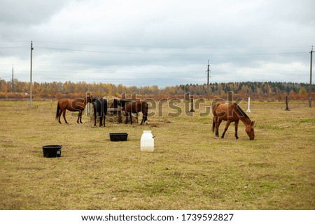 flock of beautiful horses graze in an autumn meadow next to a haystack behind a fence, beautiful atmosphere rainy sky