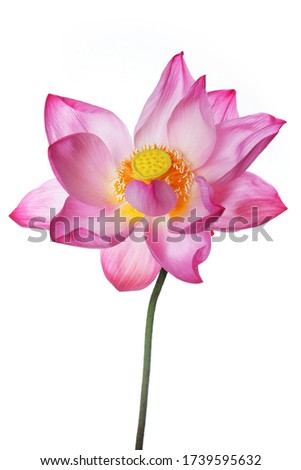 close up of beautiful blooming lotus flower isolated on white background