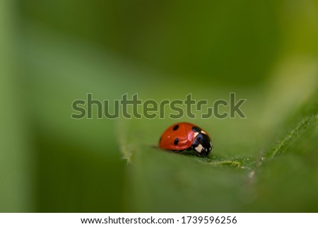 Macro photo of Ladybug in the green grass with bokeh effect. Nature in spring concept with bugs in the insects world