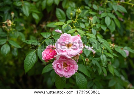 pnk white veined rose blossoms and buds on natural blurred green background with detailed texture on a sunny summer day