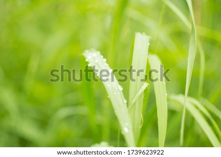 Close-up of a fresh green blade of grass, Summer background image in green shades.