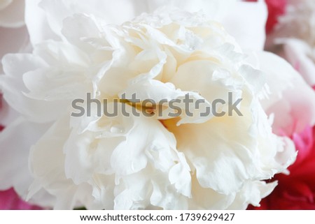 Beautiful white and red Peony flowers bunch background, closeup	
