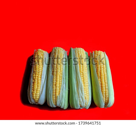 Organic corn on red background. typical food of Guatemala