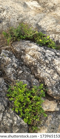 This is a picture of a big rock, some small plants are growing from the middle of the rocks and the rocks are seen side by side.